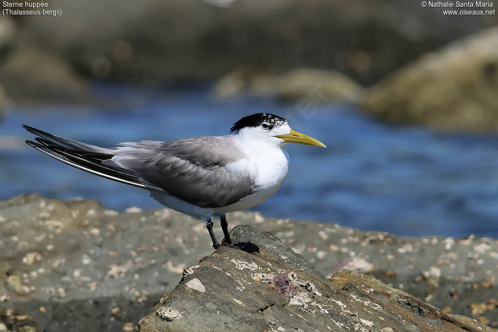 Greater Crested Ternadult transition, identification