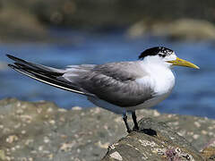 Greater Crested Tern