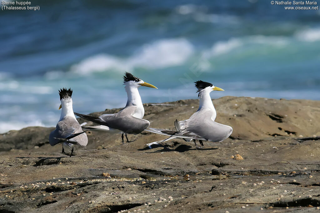 Greater Crested Ternadult breeding, identification