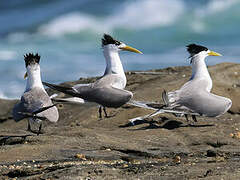 Greater Crested Tern