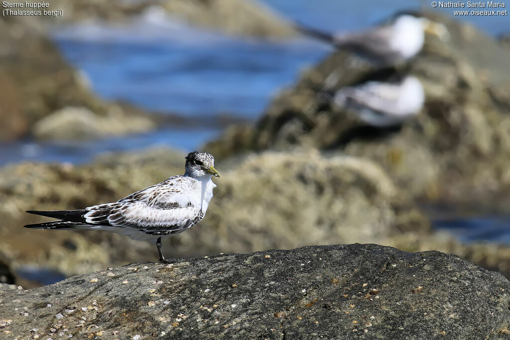 Greater Crested Ternjuvenile, identification