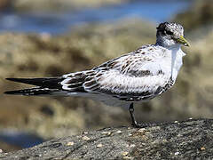 Greater Crested Tern