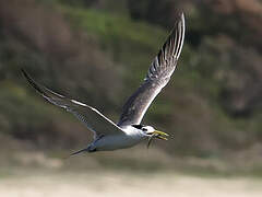 Greater Crested Tern