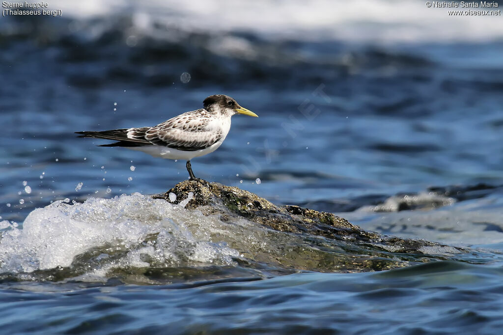 Greater Crested Ternjuvenile, identification