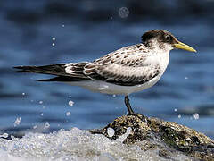 Greater Crested Tern