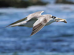 Greater Crested Tern