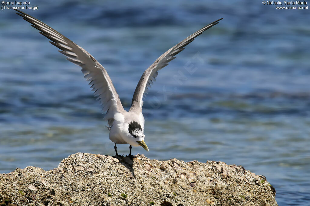 Greater Crested Ternadult transition, identification