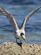 Greater Crested Tern