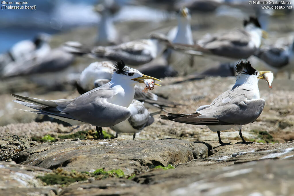 Greater Crested Ternadult transition, identification, feeding habits