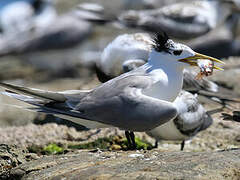 Greater Crested Tern