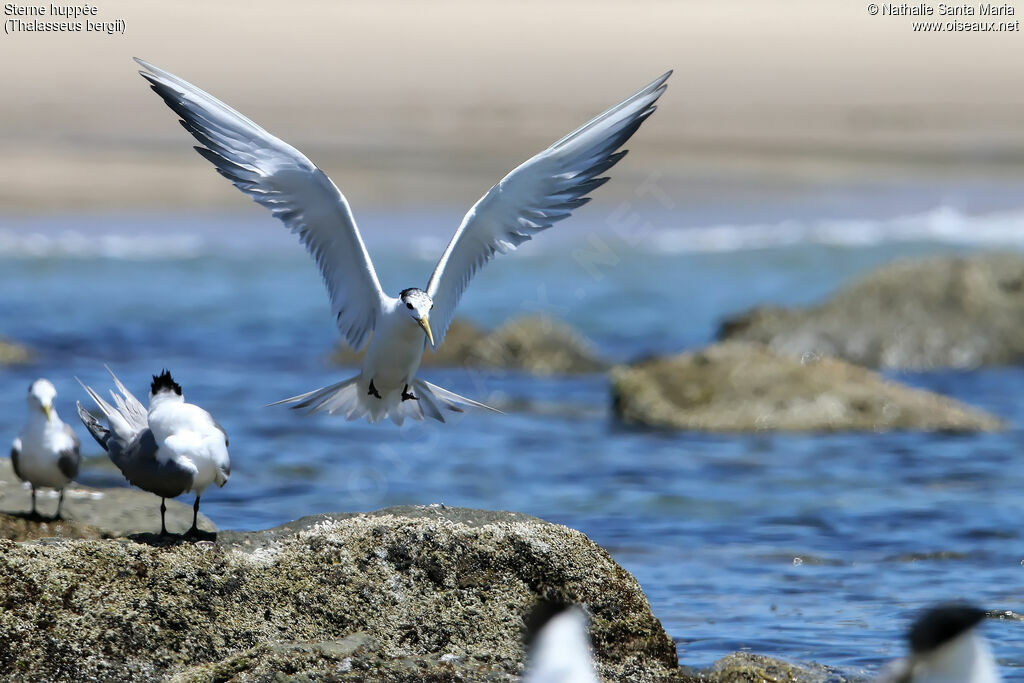 Greater Crested Ternadult transition, Flight