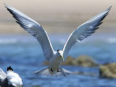 Greater Crested Tern