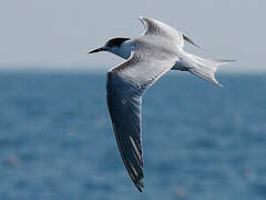 Common Tern