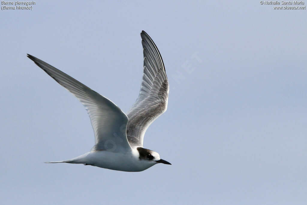 Common Ternadult, Flight