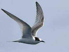 Common Tern