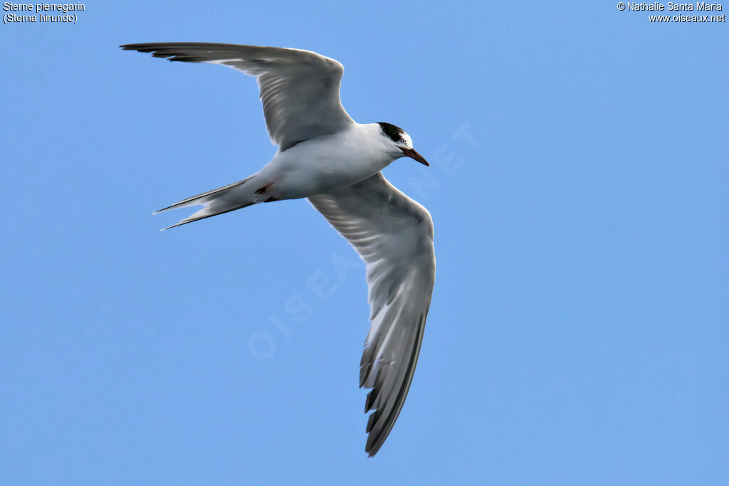 Common Ternadult post breeding, Flight