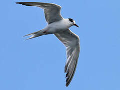 Common Tern