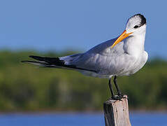 Royal Tern