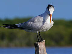 Royal Tern