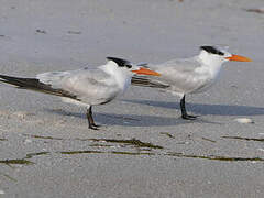 Royal Tern