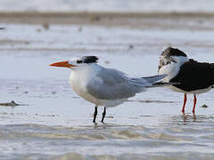 Royal Tern