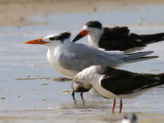 Royal Tern