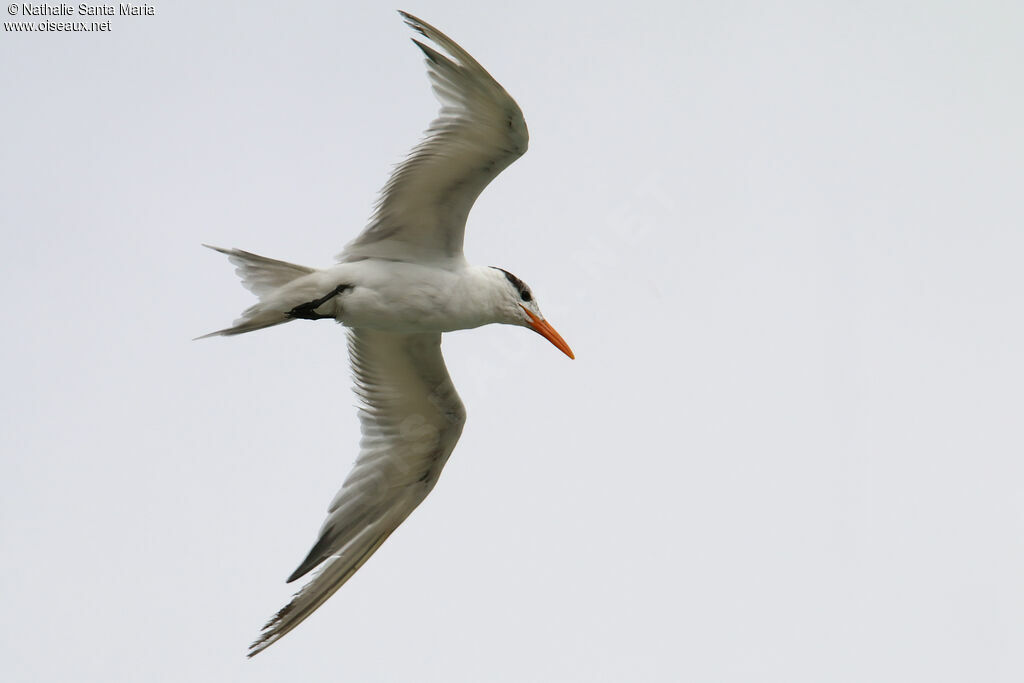 Royal Ternadult post breeding, Flight