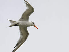 Royal Tern