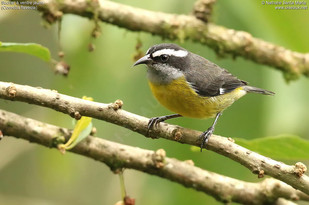 Sucrier à ventre jauneadulte, identification