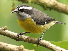 Bananaquit