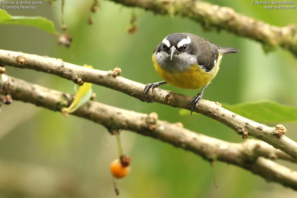 Sucrier à ventre jauneadulte, identification