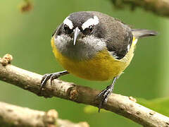 Bananaquit