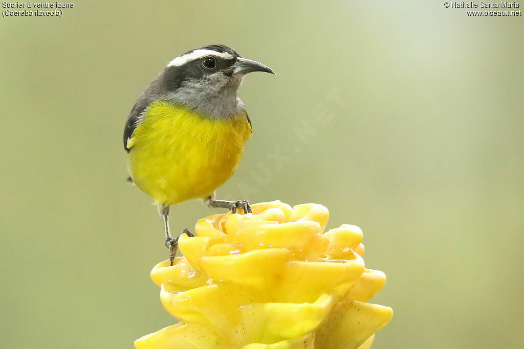 Bananaquitadult, identification