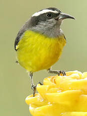 Sucrier à ventre jaune