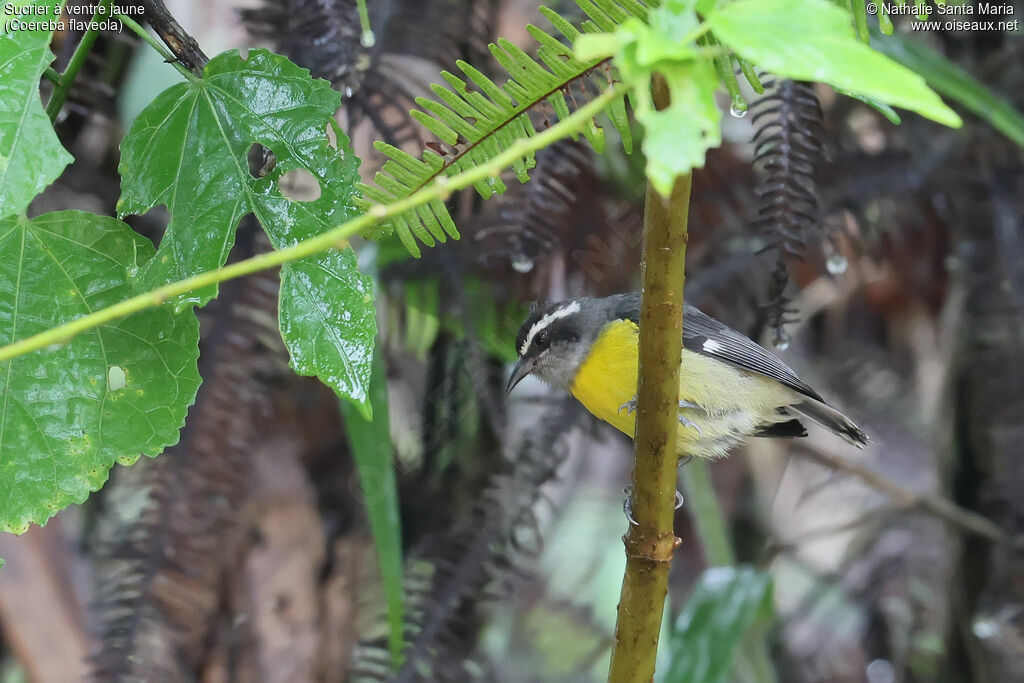 Sucrier à ventre jaune