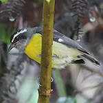 Sucrier à ventre jaune