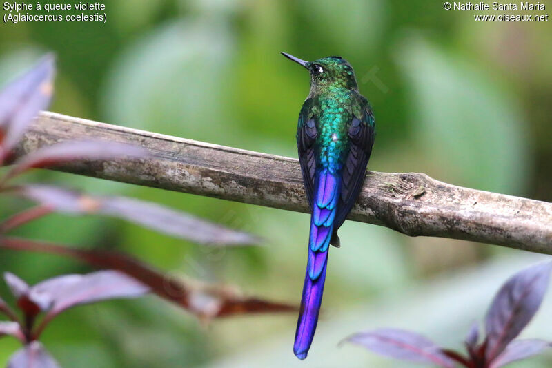 Violet-tailed Sylph male adult breeding, identification