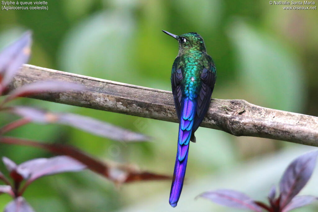 Violet-tailed Sylph male adult breeding, identification