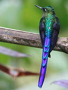 Violet-tailed Sylph