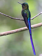 Violet-tailed Sylph