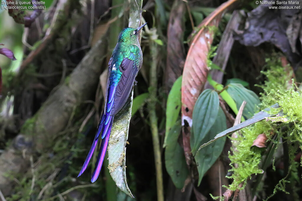 Violet-tailed Sylph male adult, identification