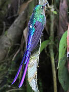 Violet-tailed Sylph