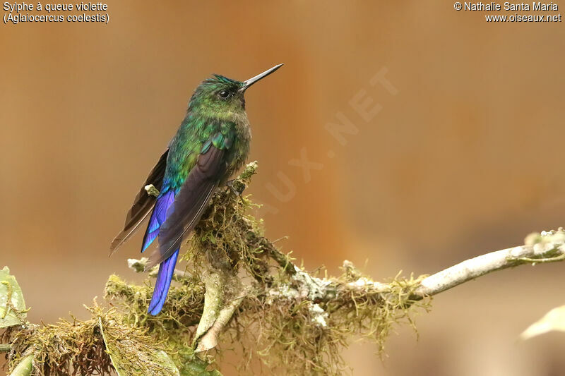 Violet-tailed Sylph, identification
