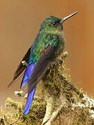 Violet-tailed Sylph