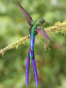 Violet-tailed Sylph