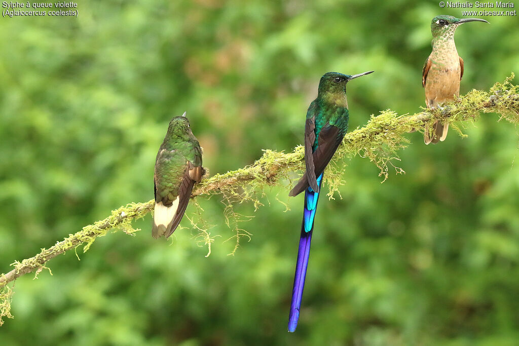 Violet-tailed Sylphadult, identification