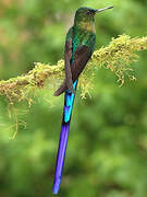 Violet-tailed Sylph