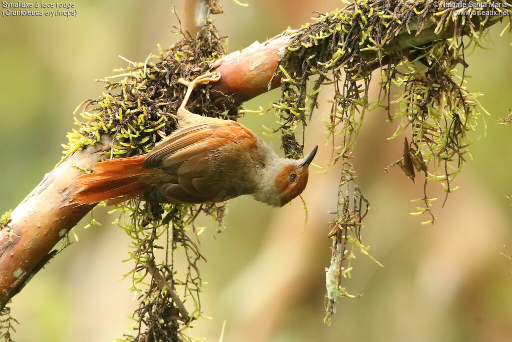 Red-faced Spinetailadult, identification, fishing/hunting