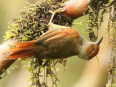 Red-faced Spinetail