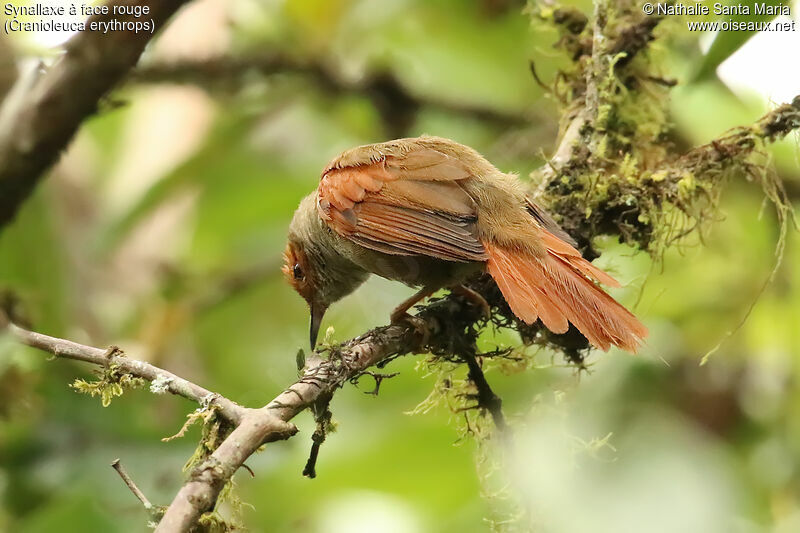 Red-faced Spinetailadult, identification